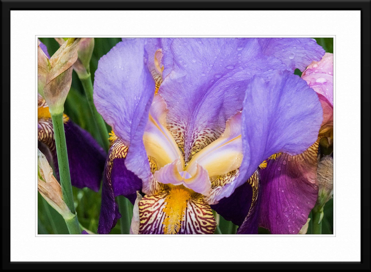 Purple iris flower photograph