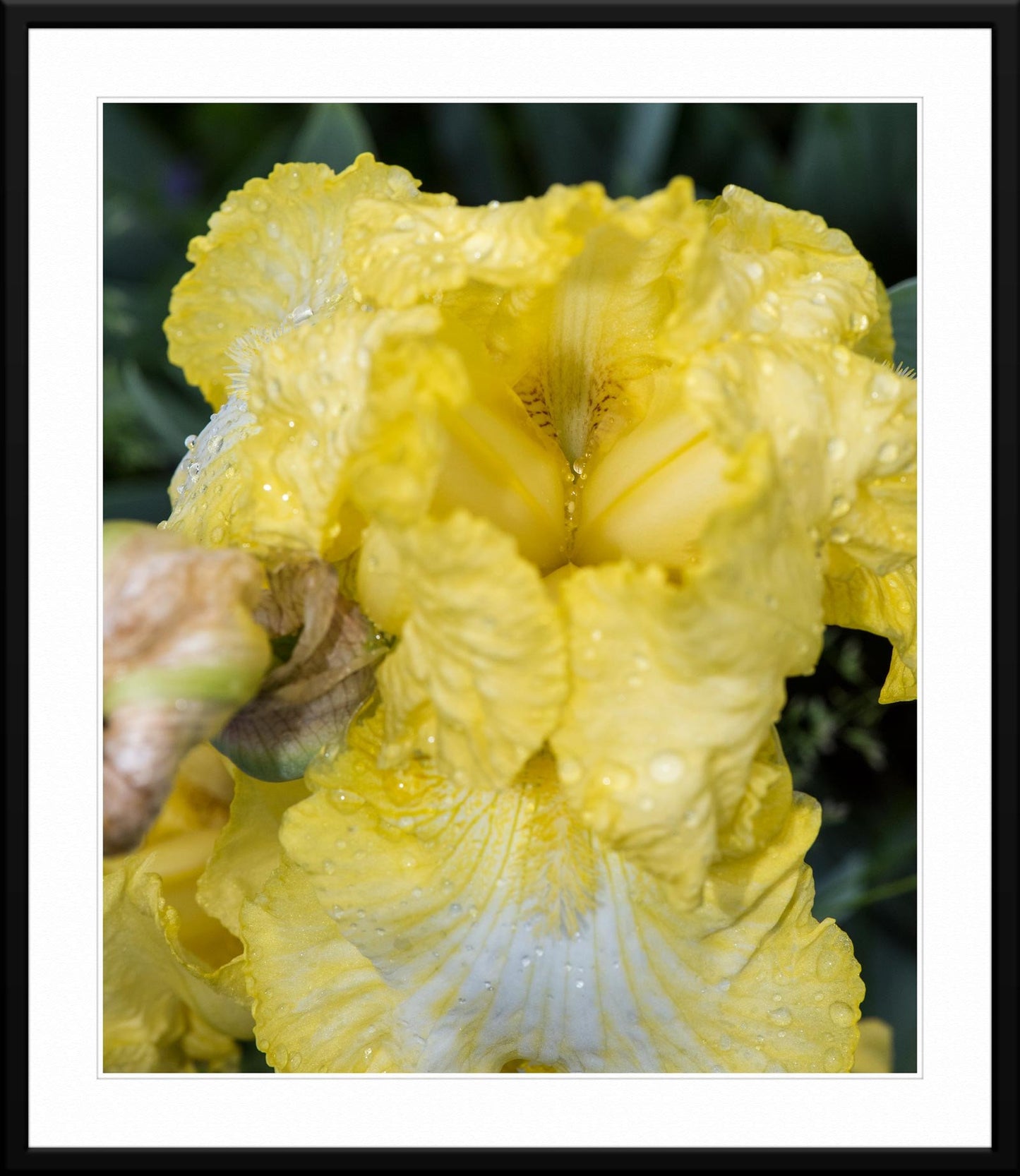 Golden Radiance: A captivating photograph of a bright yellow iris in bloom - Photograph