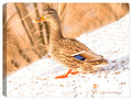 Female Mallard - Fine Art Photography - on Canvas