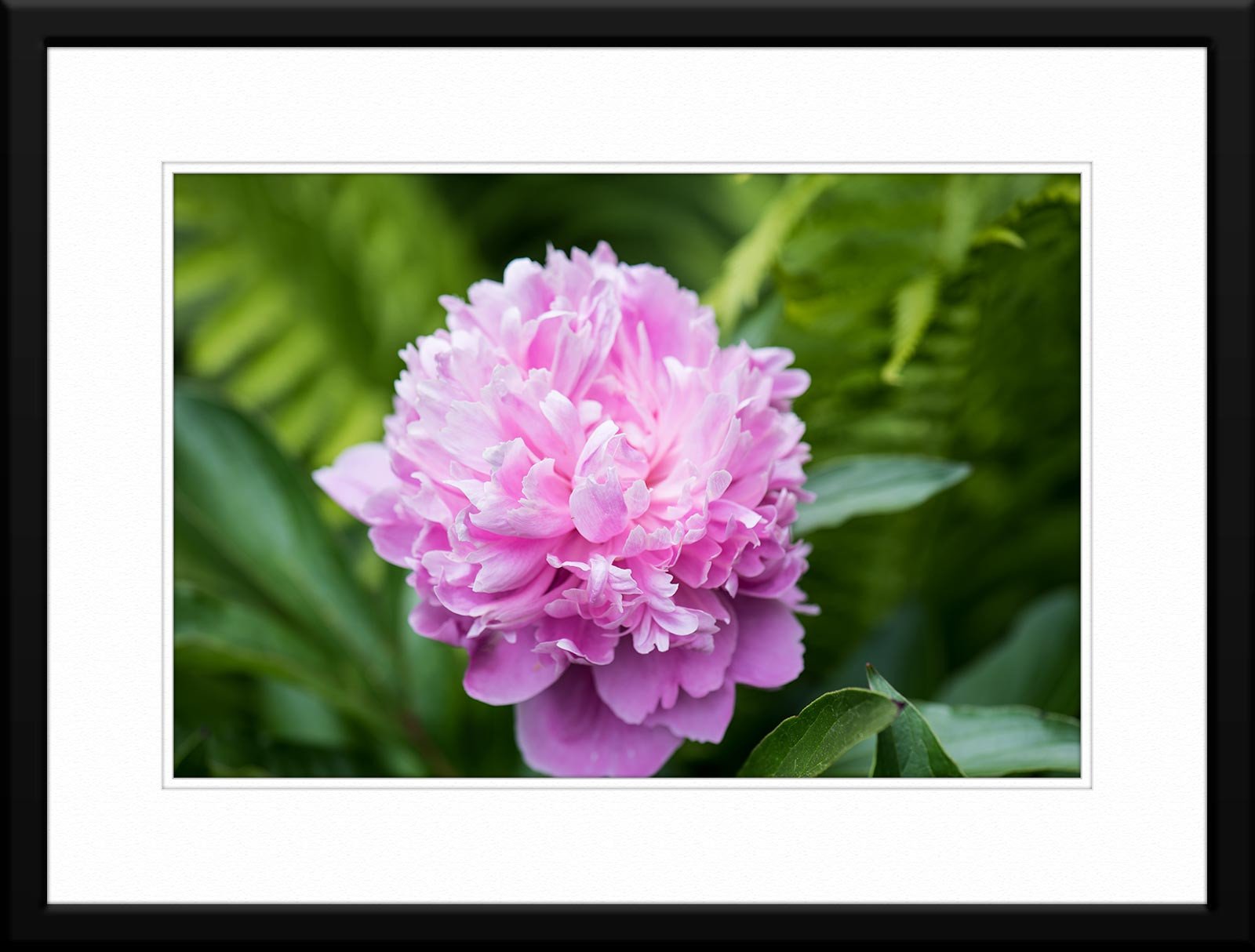 Blooming Peony - Photograph