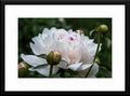 Blush Peony - Fine Art Photography