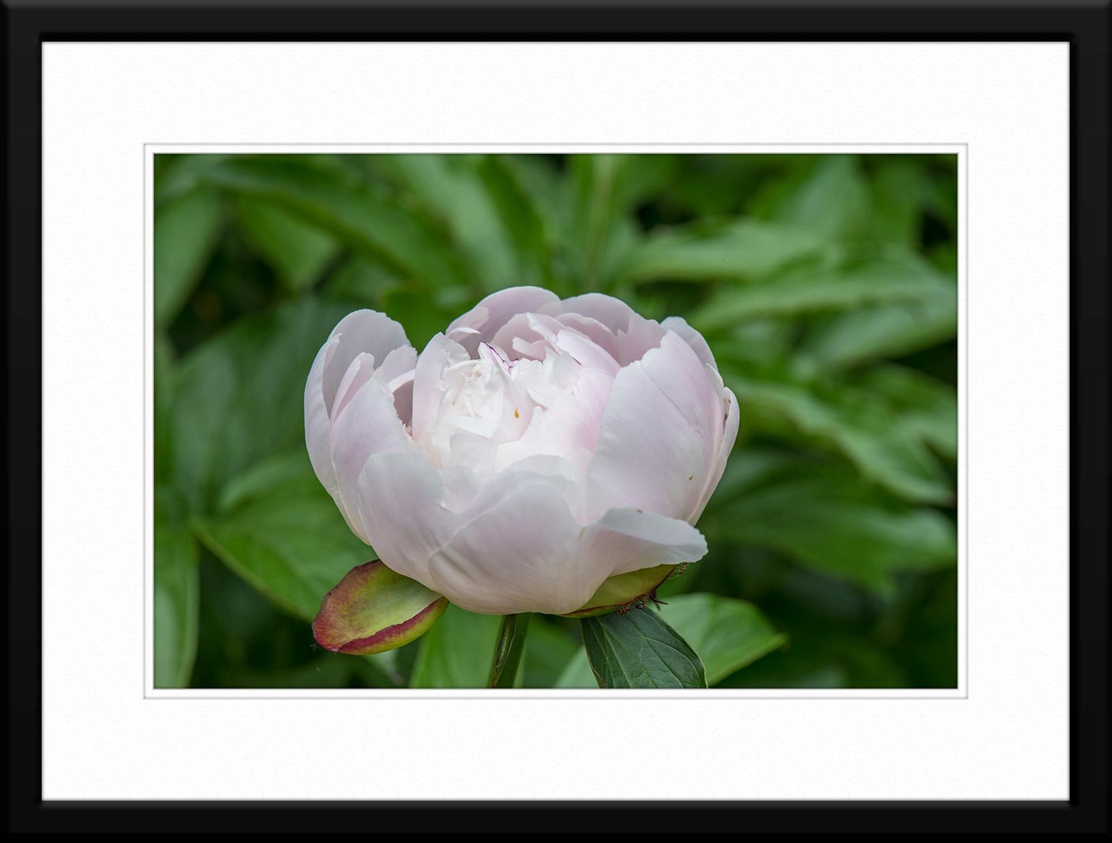 Soft Pink Peony - Photograph - Matted and Framed