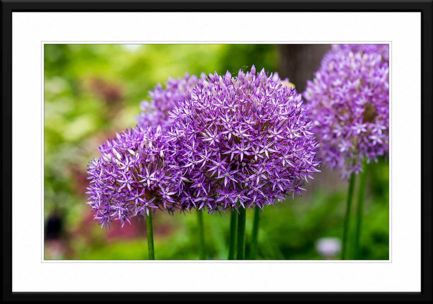 Purple Allium Flower Head - Fine Art Photography