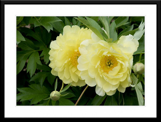 Yellow Roses - Fine Art Photography