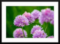 #58 - Fine Art Photography of Flowers printed - Matted and Framed.