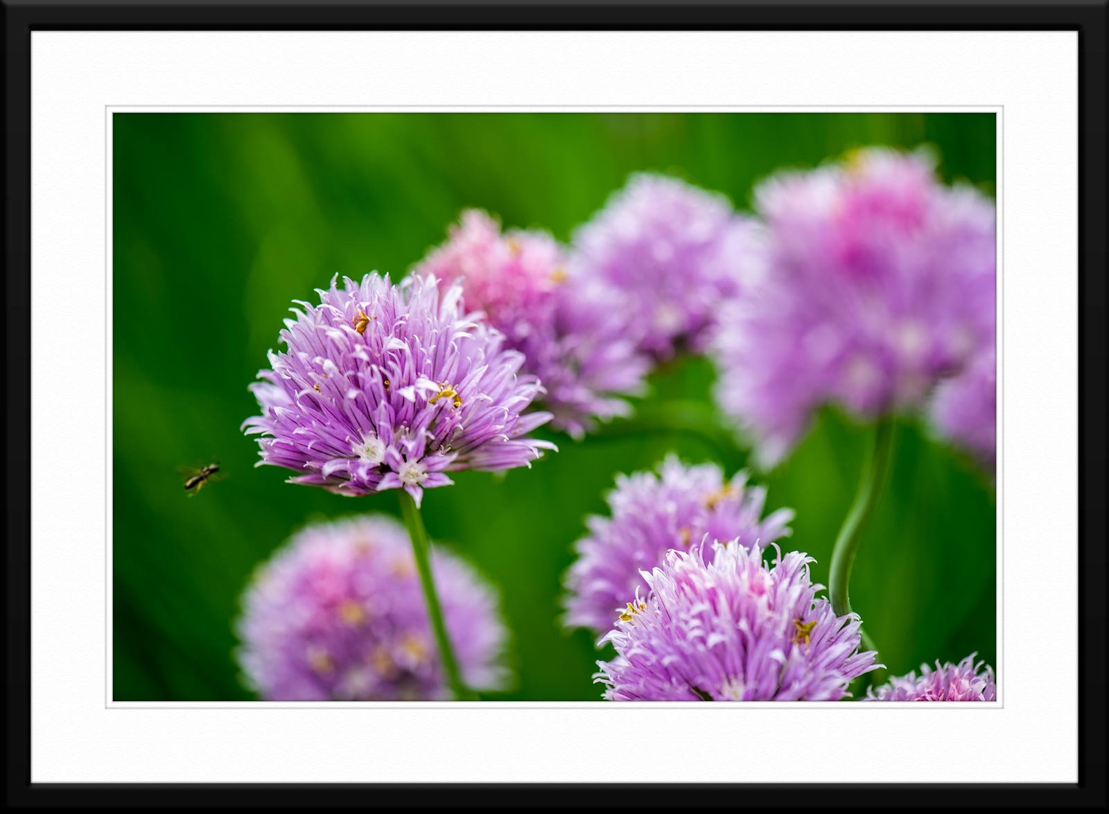 #58 - Fine Art Photography of Flowers printed - Matted and Framed.