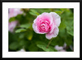 Pink rose Photograph framed and matted.