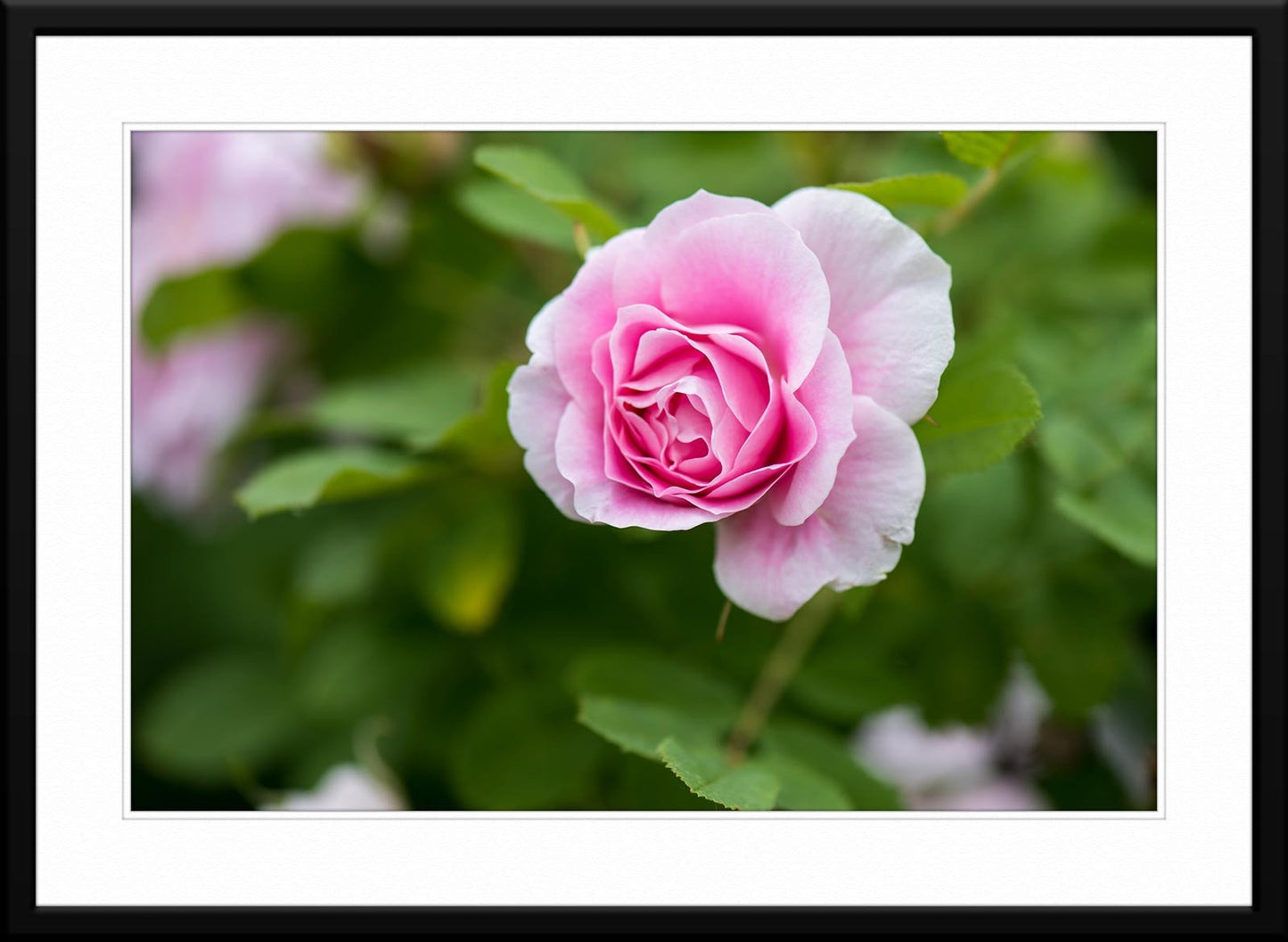 Pink rose Photograph framed and matted.