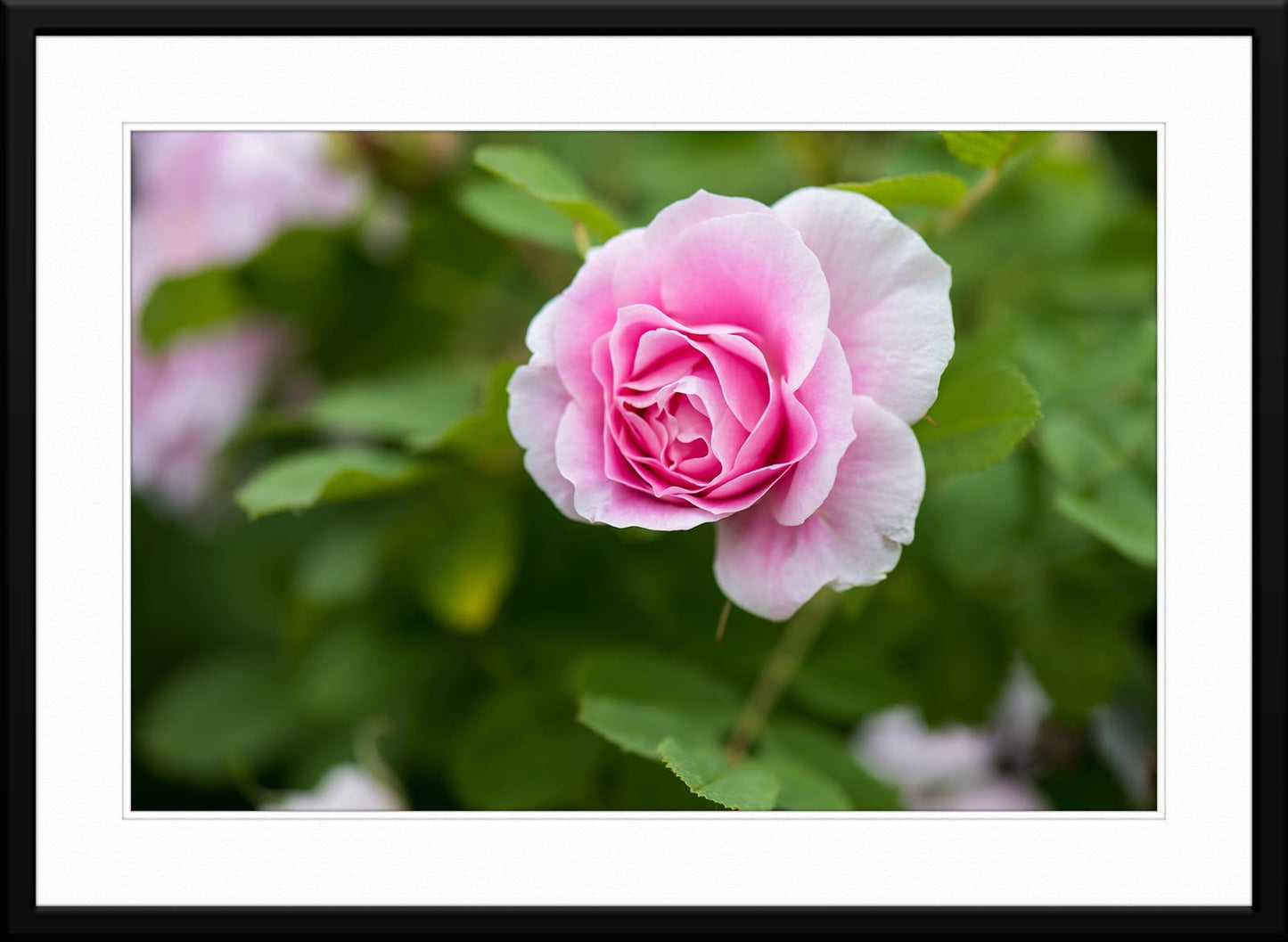 Pink rose Photograph