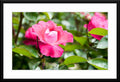 Mesmerizing pink rose fine art photograph - Framed