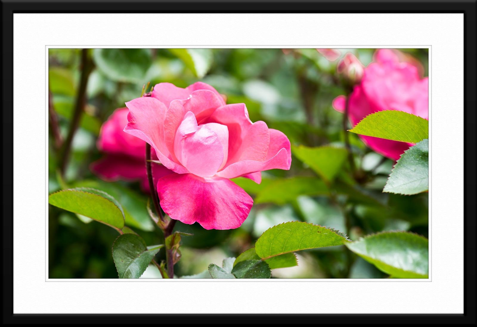 Mesmerizing pink rose fine art photograph - Framed