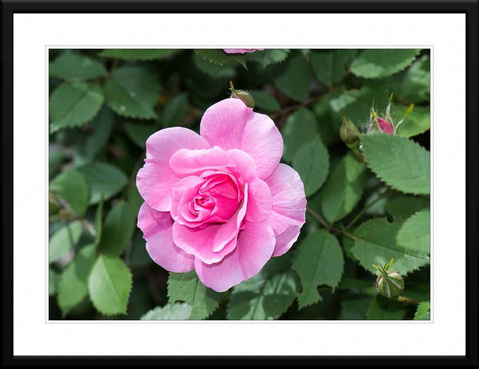 Captivating pink rose photograph - Matted and Framed on Fine Art Paper