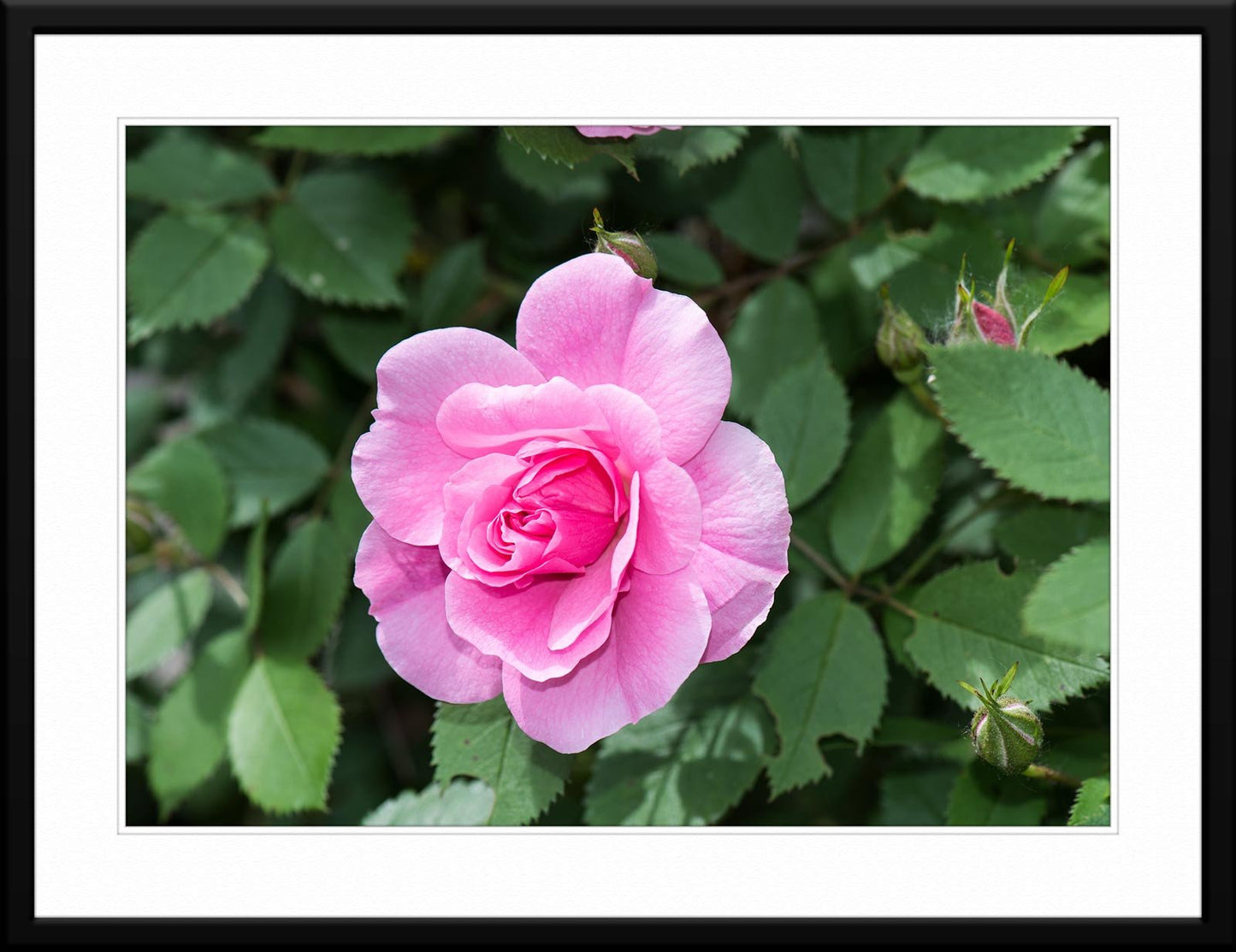 Captivating pink rose photograph