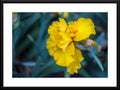 Captivating yellow iris photograph - Framed