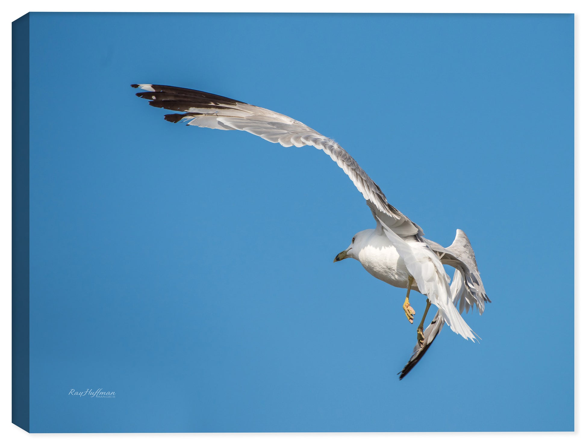 Image of a Seagull flying high above e Lake Erie - Printed on Canvs