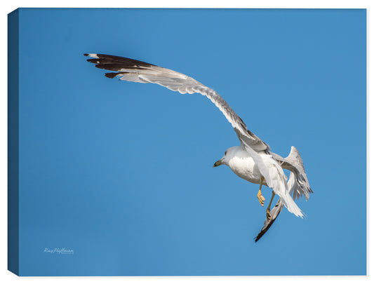Soaring Seagull Photograph on Canvas