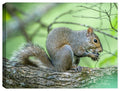 High Res Photograph of a Squirrel Eating a Nut.  Printed on Canvas.