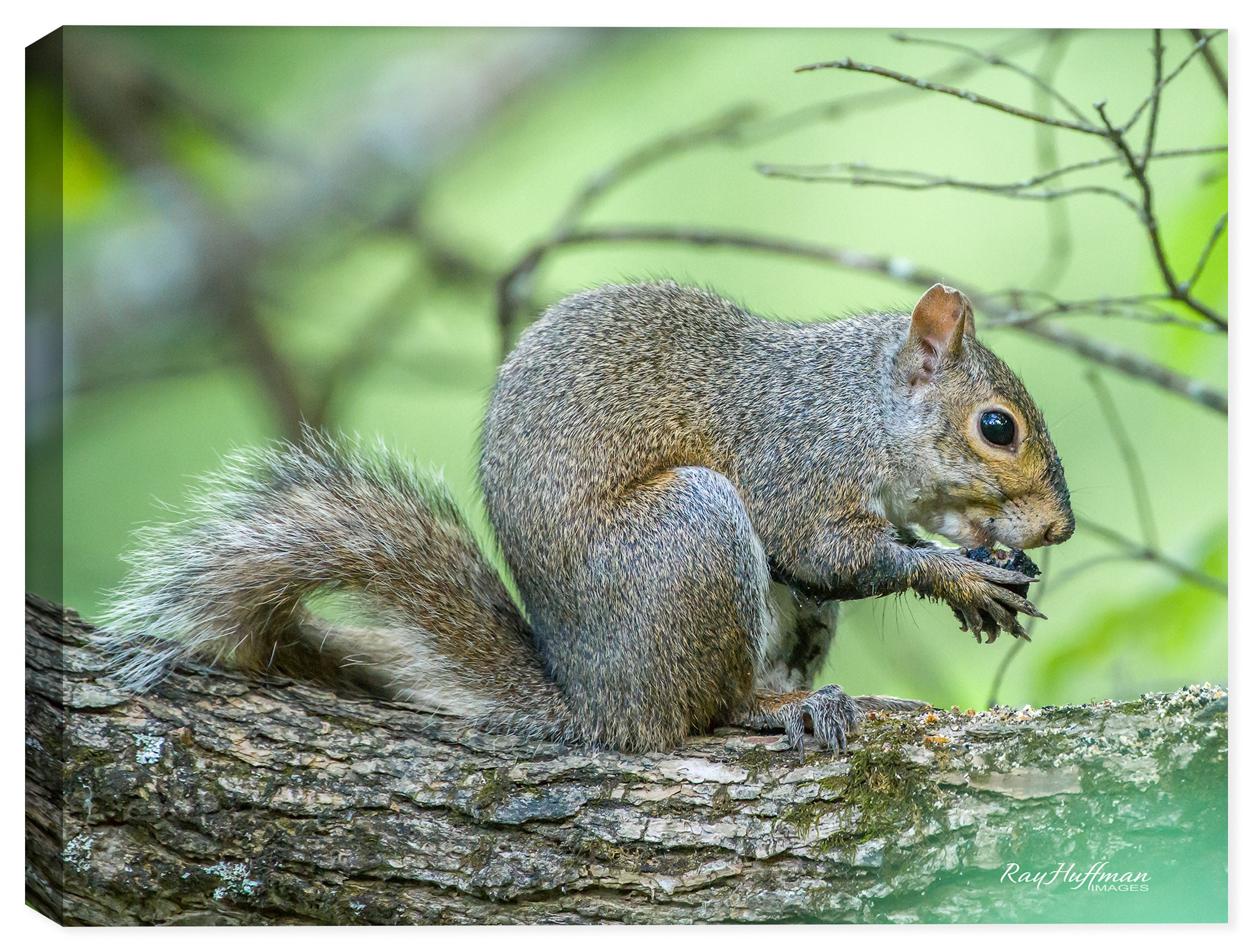High Res Photograph of a Squirrel Eating a Nut.  Printed on Canvas.