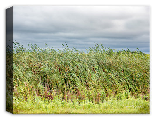 Image of American Grasses on the shores of the Atlantic Ocean.  Printed on Canvas