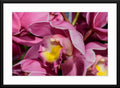 Orchid #1 - Fine Art Photography - Framed