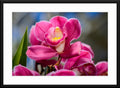 Orchid #3 - Fine Art Photography - Framed