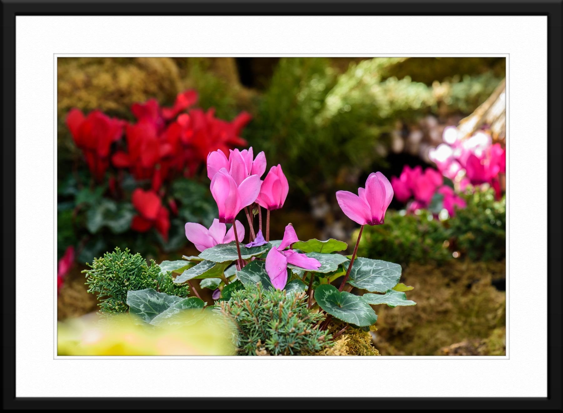 Spring Garden Flowers - Framed and Matted