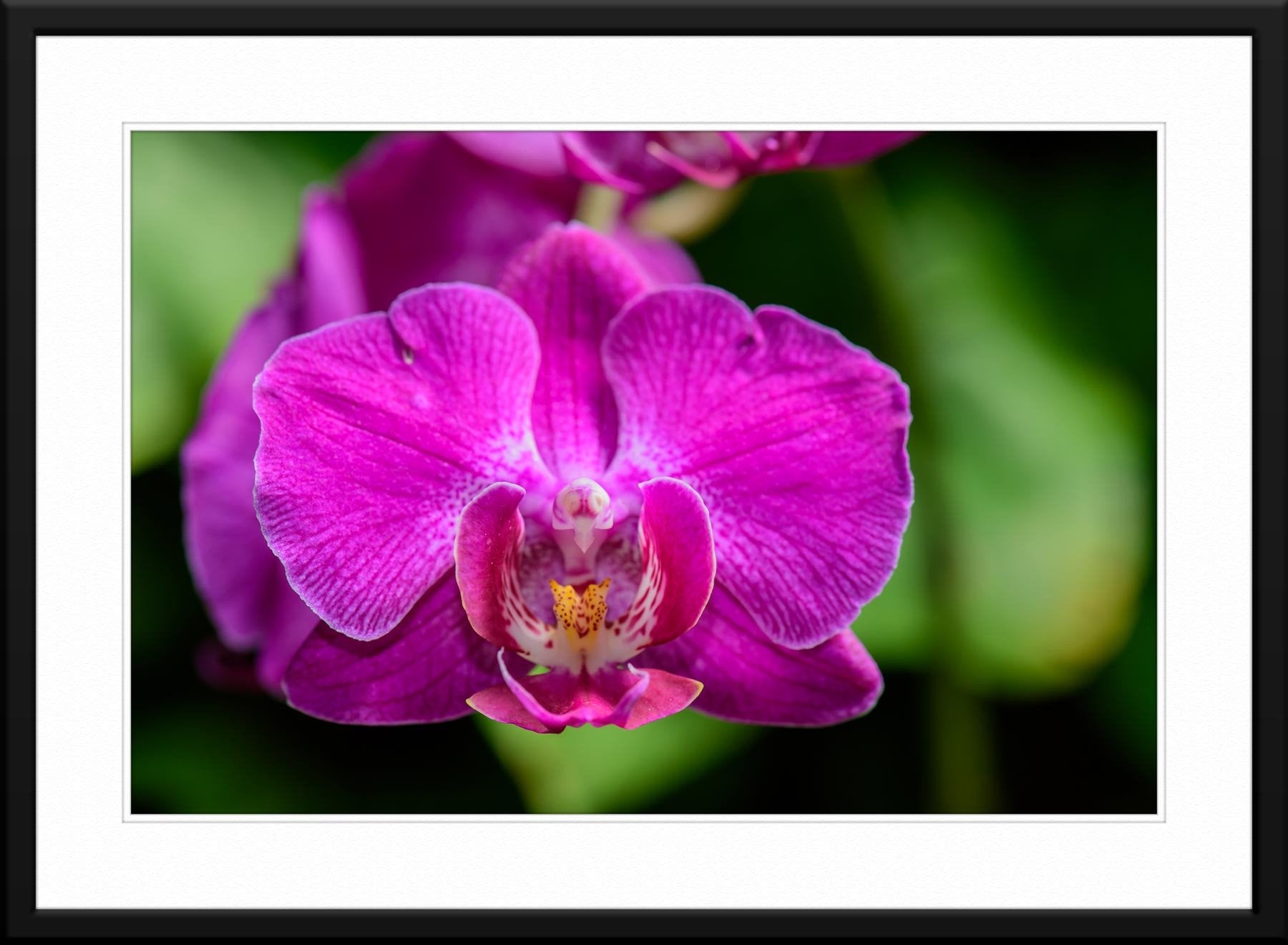 Whispers of Grace: Phalaenopsis Orchid Photography - Framed and Matted