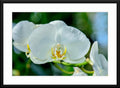 White Orchid #5 - Fine Art Photography - Framed