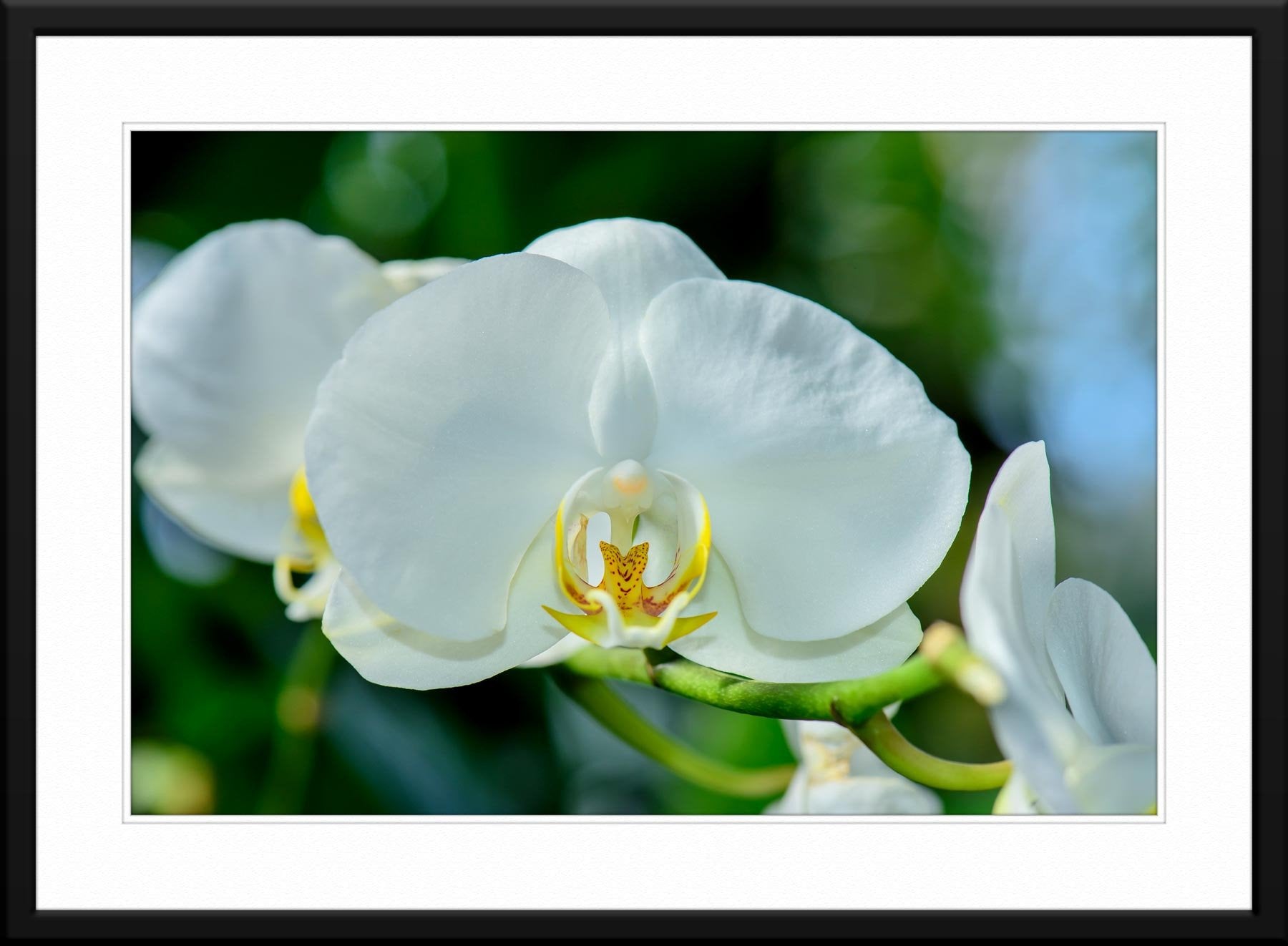 White Orchid #5 - Fine Art Photography - Framed