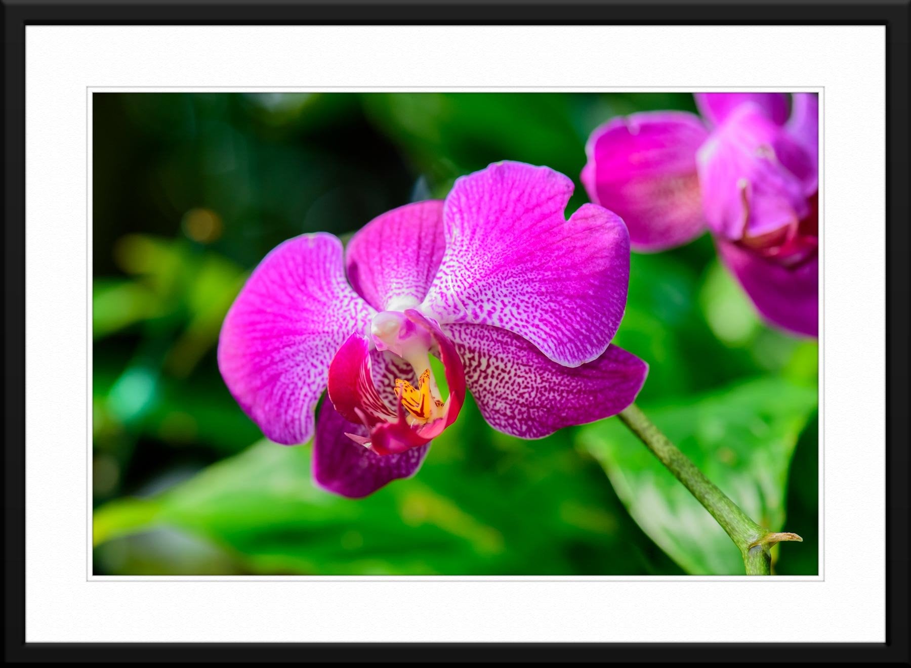 Orchid #6 - Fine Art Photography