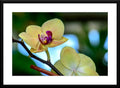 Cream Orchid  - Fine Art Photograph - Matted and Framed