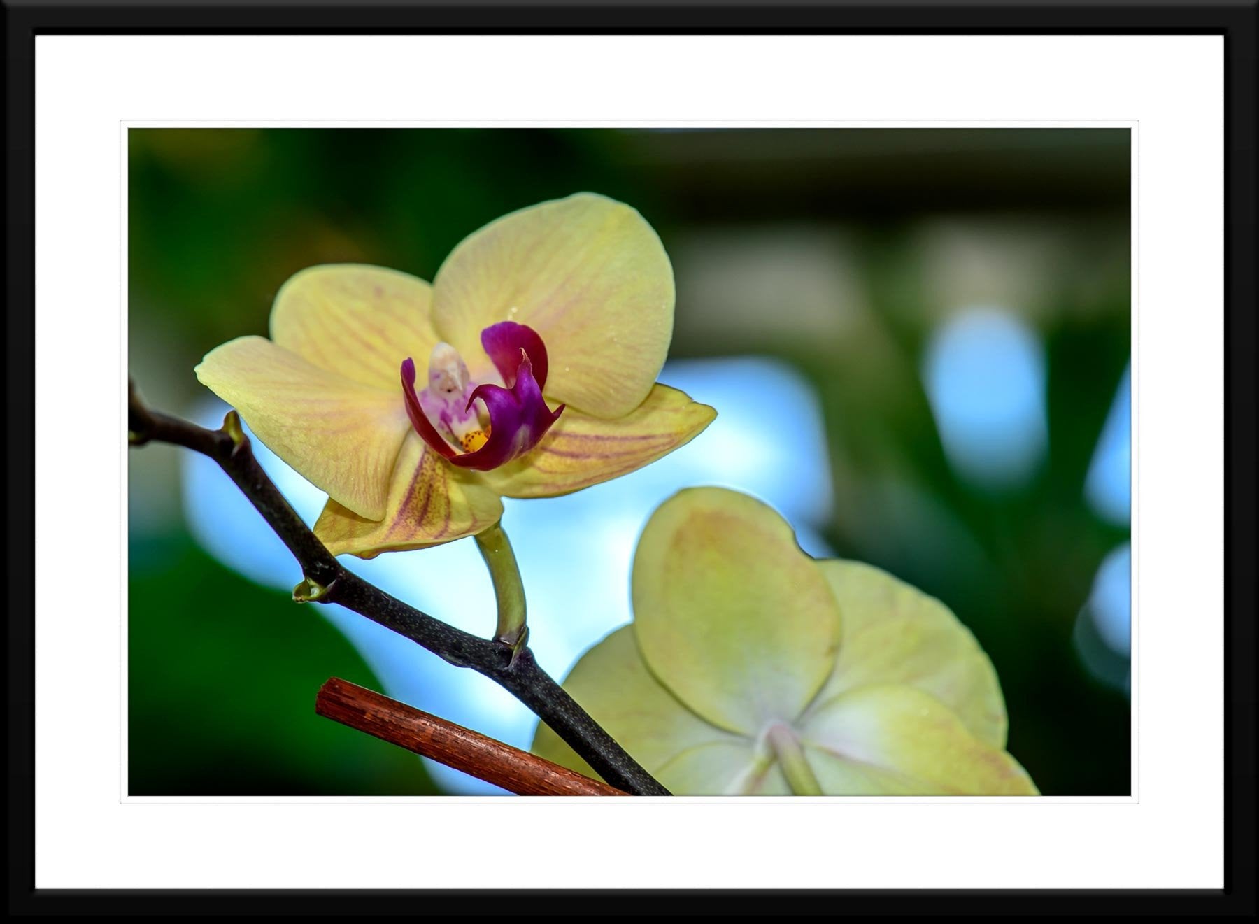 Cream Orchid  - Fine Art Photograph - Matted and Framed