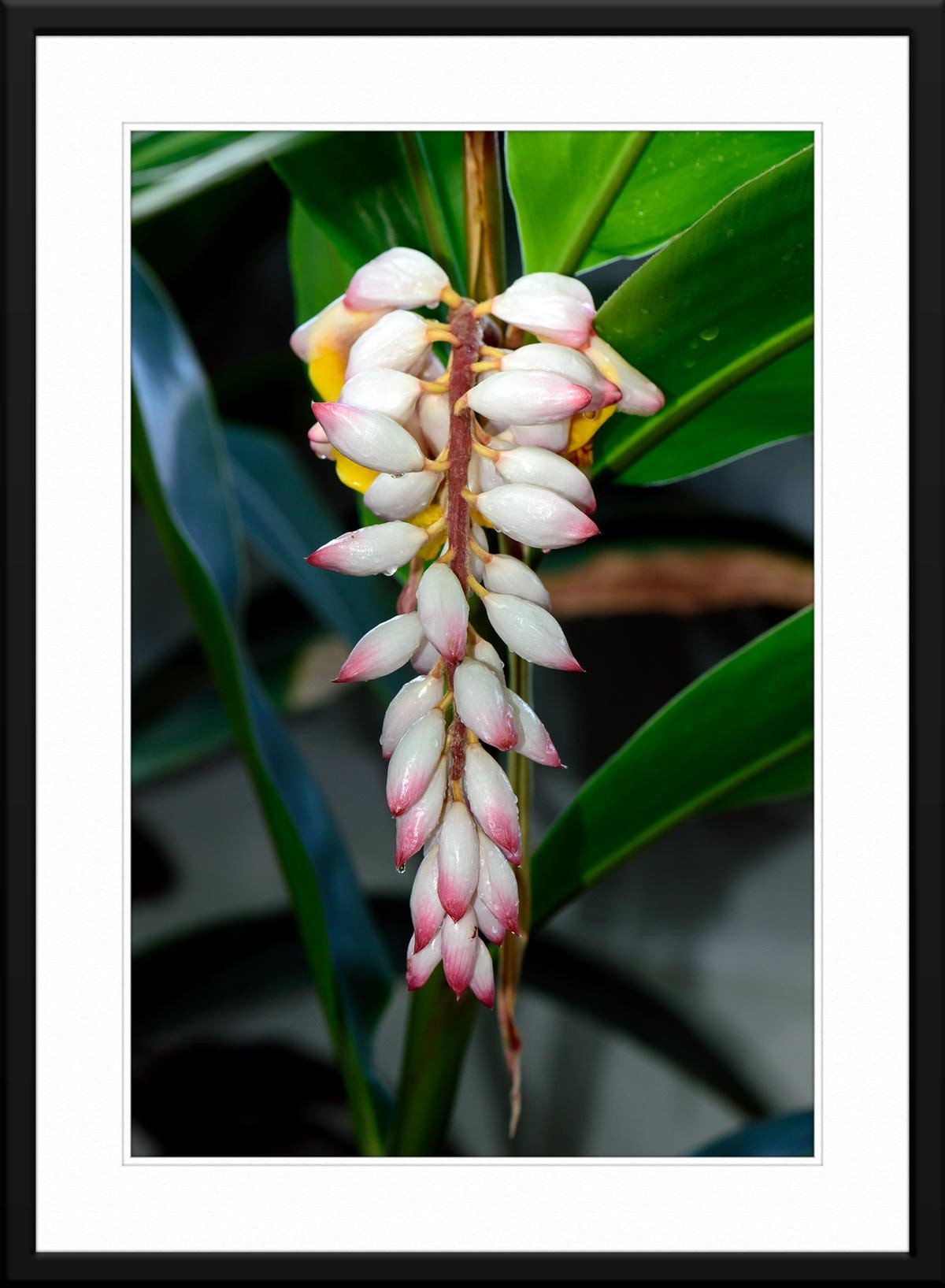 White Ginger Flower photo - matted and framed.