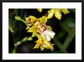Enchanting Splendor Orchid Fine Art Photography - Framed