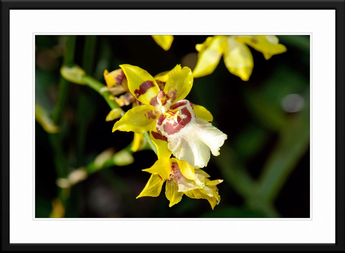 Enchanting Splendor Orchid Fine Art Photography