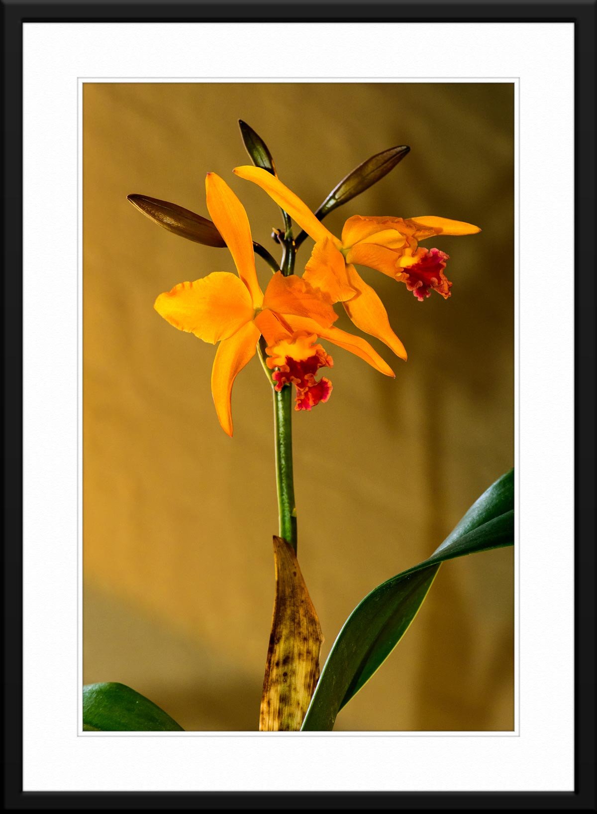 Vanda Orchid Photography - Matted and Framed - Limited Edition