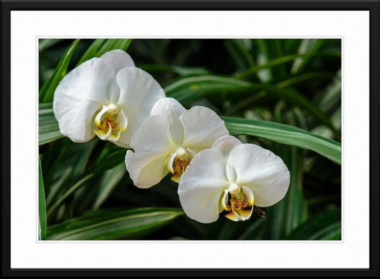 Orchid #13 - Fine Art Photography