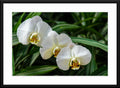 Orchid #13 - Fine Art Photography - Framed and Matted