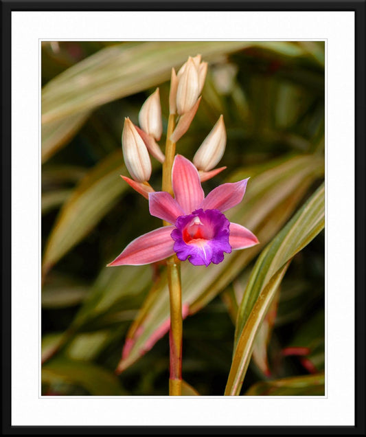 Miltoniopsis Orchid Photography