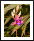 Miltoniopsis Orchid - Fine Art Photography - Framed