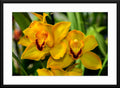 Orchid #16 - Fine Art Photography - Framed