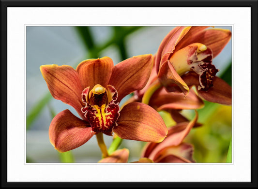 Cymbidium Orchid Photograph