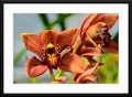 Cymbidium Orchid Photograph - Matted and Framed