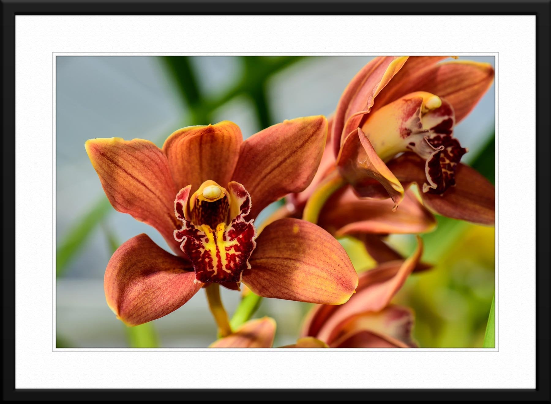 Cymbidium Orchid Photograph - Matted and Framed