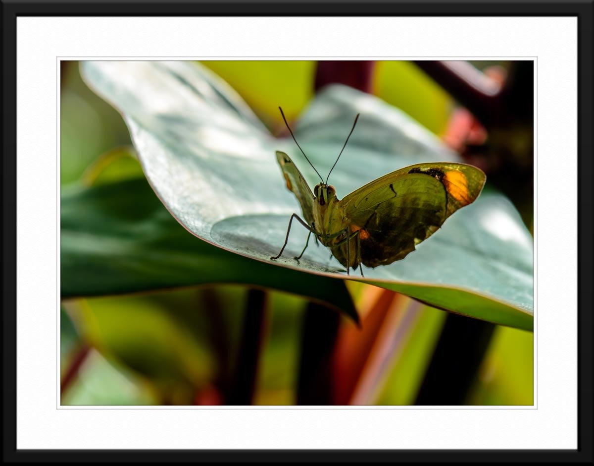 Butterfly & Orchid #1 - Fine Art Photography