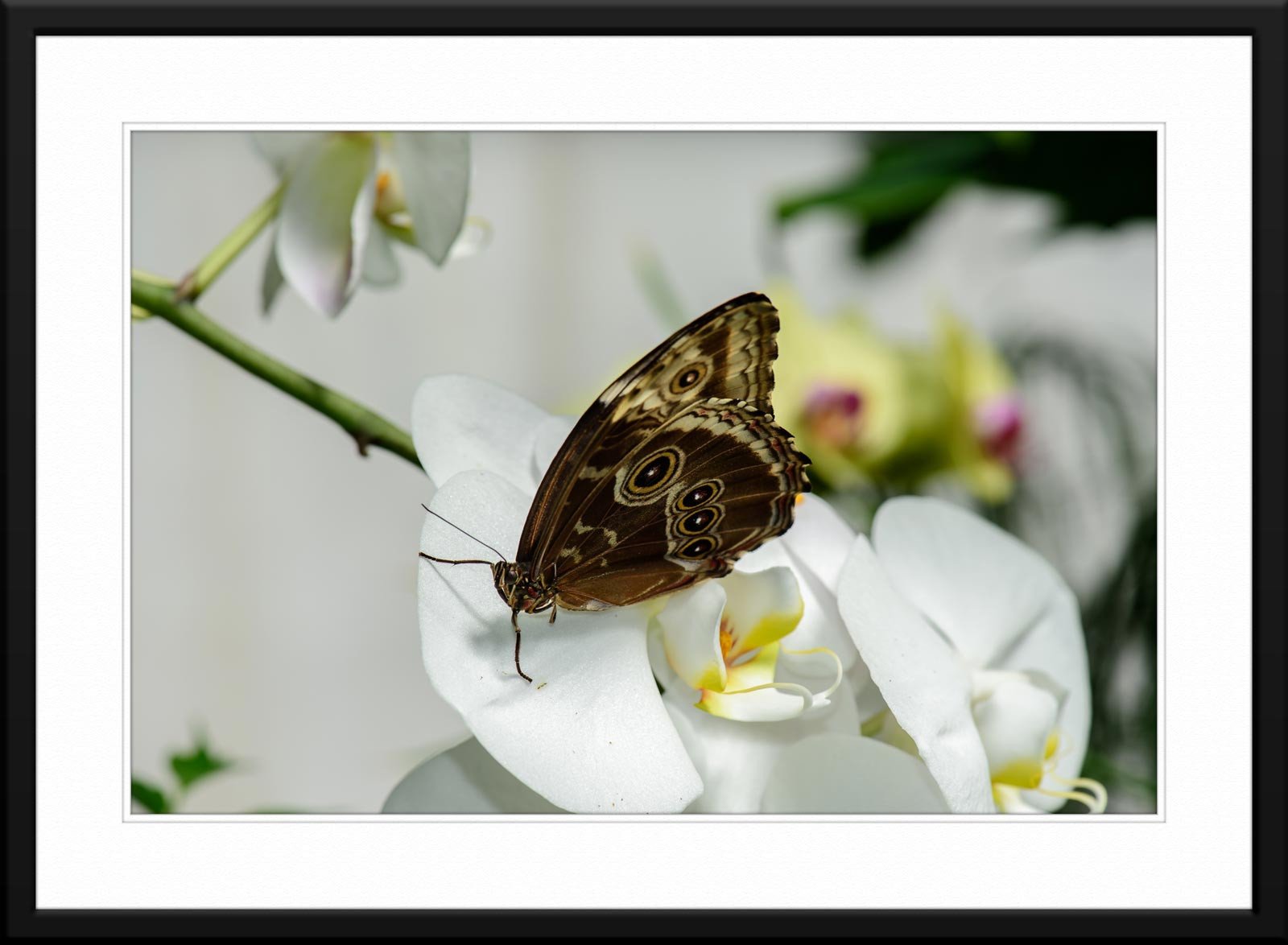 Butterfly & Orchid #2 - Fine Art Photography