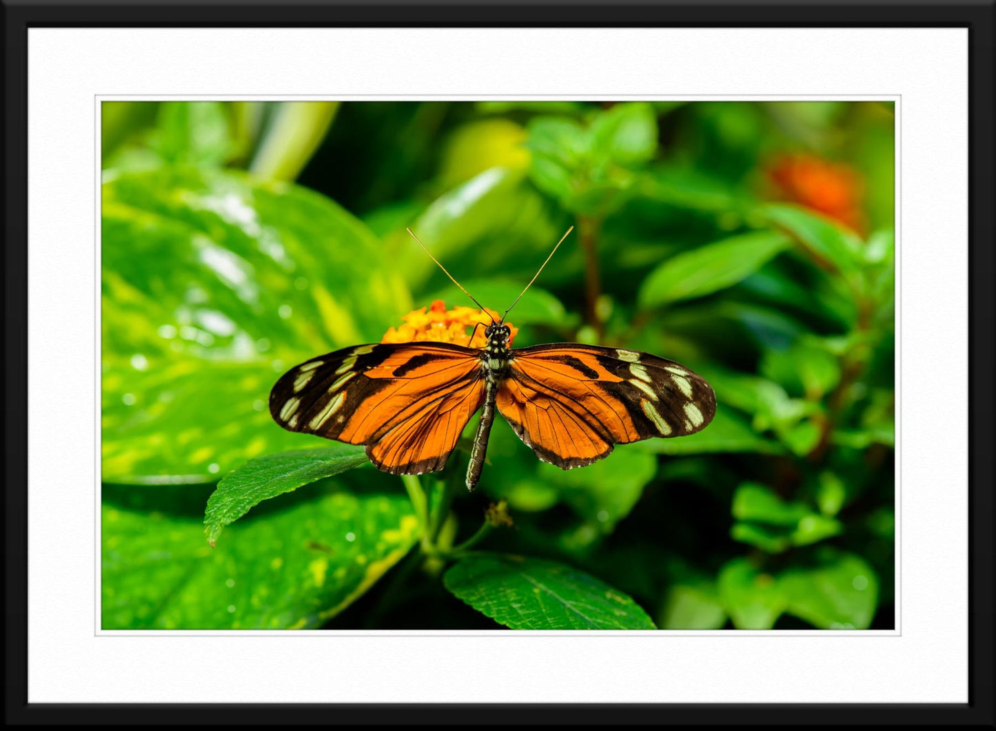 Butterfly #4 - Fine Art Photography