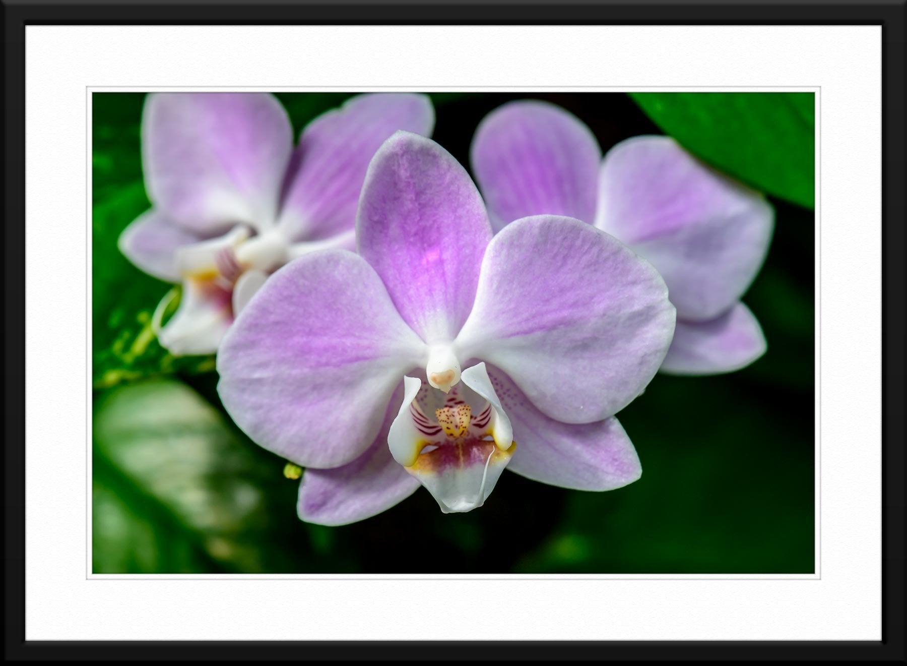 Vanda Orchid Photography with Mat and Black Frame