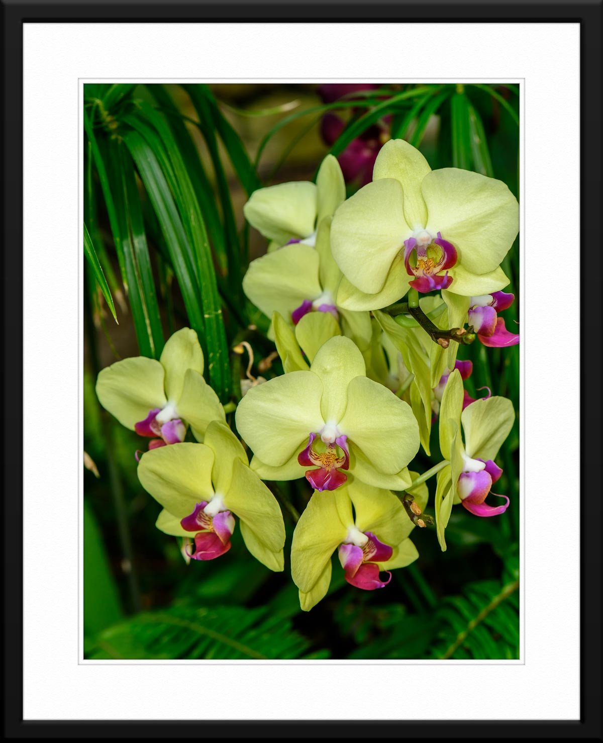 Orchid #16 - Fine Art Photography - Matted and Framed