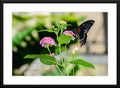 Black Butterfly #6 - Fine Art Photography - Matted and Framed